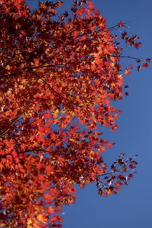 A close-up shot of vibrant red and orange maple leaves against a clear blue sky. The leaves are detailed and show the characteristic shape of maple foliage, with some branches visible.