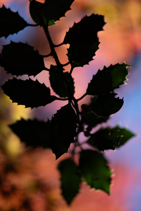 A close-up, silhouetted shot of a holly branch with spiky leaves against a blurred background of warm sunset colors, including pink, orange, and yellow.