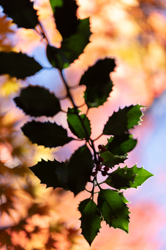 A close-up shot of a holly branch with dark green leaves and small red berries, silhouetted against a soft, blurred background of warm orange and pink autumn foliage.