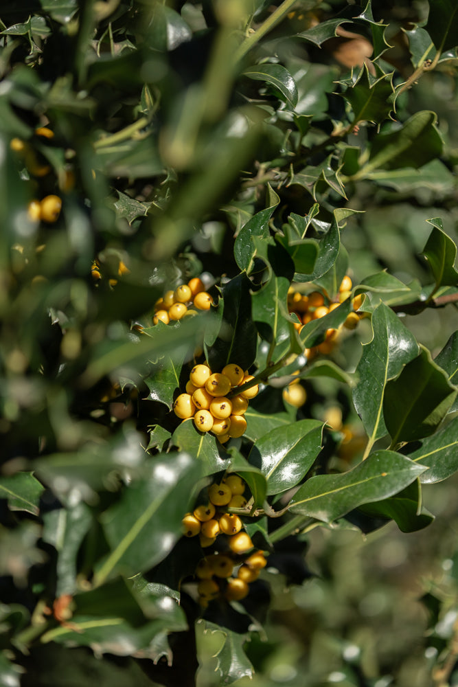 A close-up shot of a holly bush with clusters of bright yellow berries nestled among its dark green, spiky leaves. The sunlight highlights the glossy texture of the leaves and the roundness of the berries.