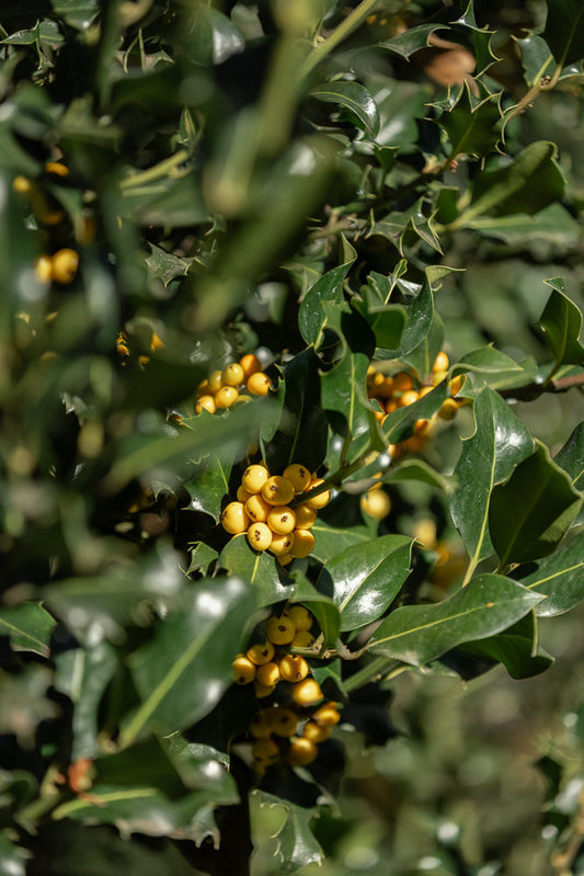 A close-up shot of a holly bush with clusters of bright yellow berries nestled among its dark green, spiky leaves. The sunlight highlights the glossy texture of the leaves and the roundness of the berries.