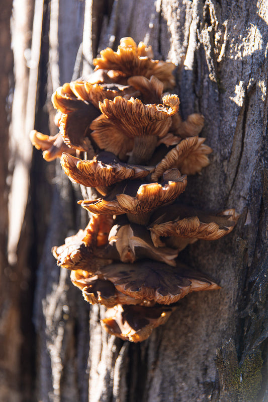 A cluster of brown, fan-shaped mushrooms grows on the side of a rough, gray tree trunk. The mushrooms are layered on top of each other, with their gills clearly visible. Sunlight illuminates the scene, creating highlights and shadows.