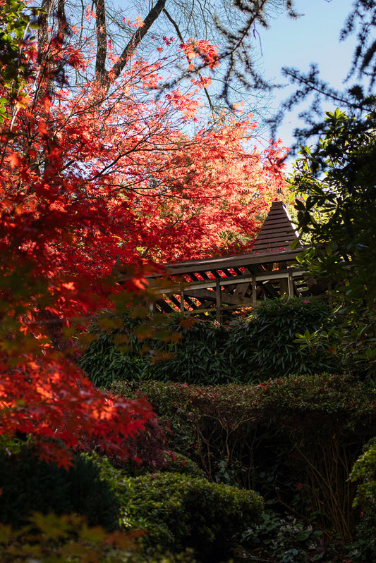 A wooden gazebo structure is visible through vibrant red Japanese maple leaves in a garden setting. The gazebo has a tiered roof and is surrounded by lush green foliage and trees, suggesting an autumn scene.