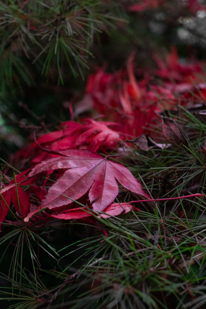 A close-up shot of vibrant red maple leaves nestled amongst dark green pine needles. The leaves are detailed with visible veins and a slightly glossy texture, suggesting they have recently fallen.
