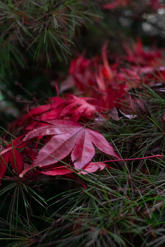 A close-up shot of vibrant red maple leaves nestled amongst dark green pine needles. The leaves are detailed with visible veins and a slightly glossy texture, suggesting they have recently fallen.