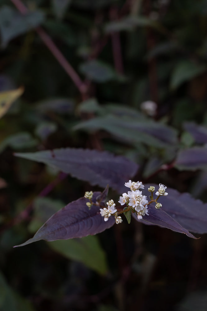 A close-up shot of a cluster of small white flowers with delicate petals, blooming on a stem with dark purple leaves. The background is softly blurred, creating a shallow depth of field.