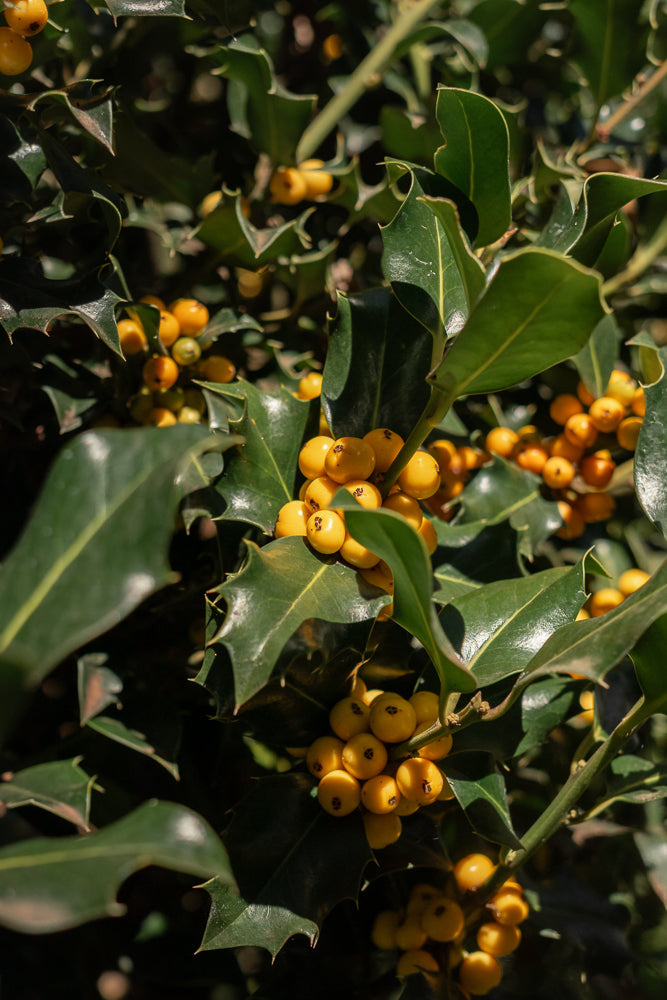 A close-up shot of a holly bush with bright yellow berries and dark green, spiky leaves. The berries are clustered together on the branches, catching the sunlight.