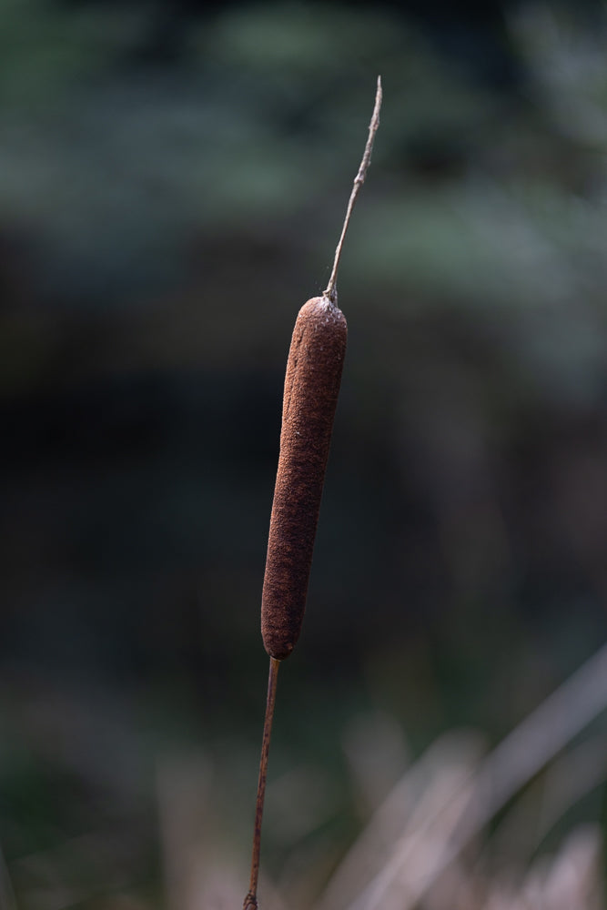 A close-up, vertical shot of a brown cattail head against a blurred, dark green background. The cattail is fuzzy and cylindrical, with a thin stem extending upwards.