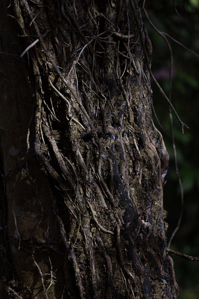 A close-up shot of a tree trunk covered in thick, gnarled roots and moss. The roots twist and turn, creating a complex, textured surface. The lighting is dim, highlighting the rough bark and the intricate network of roots.