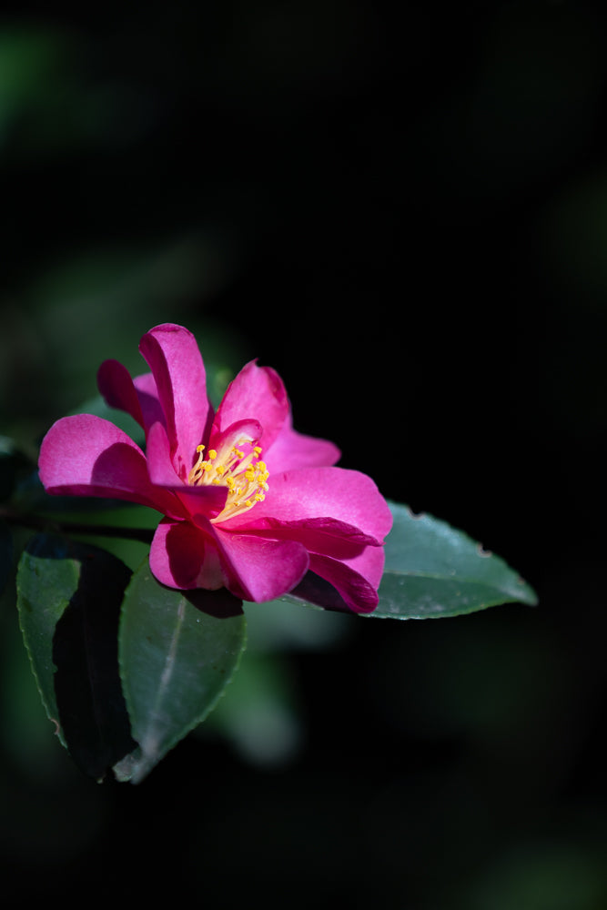A close-up, low-angle shot of a vibrant pink camellia flower with yellow stamens, set against a dark, blurred background. The flower is in full bloom, with delicate petals unfurling. Green leaves are visible below the bloom, adding a touch of natural contrast.