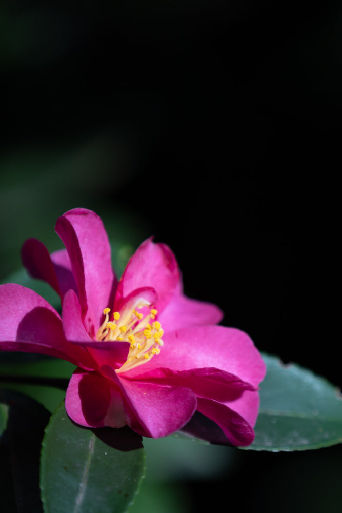 A close-up shot of a vibrant pink camellia flower with yellow stamens, set against a dark, blurred background. The petals are soft and layered, with delicate shadows and highlights.