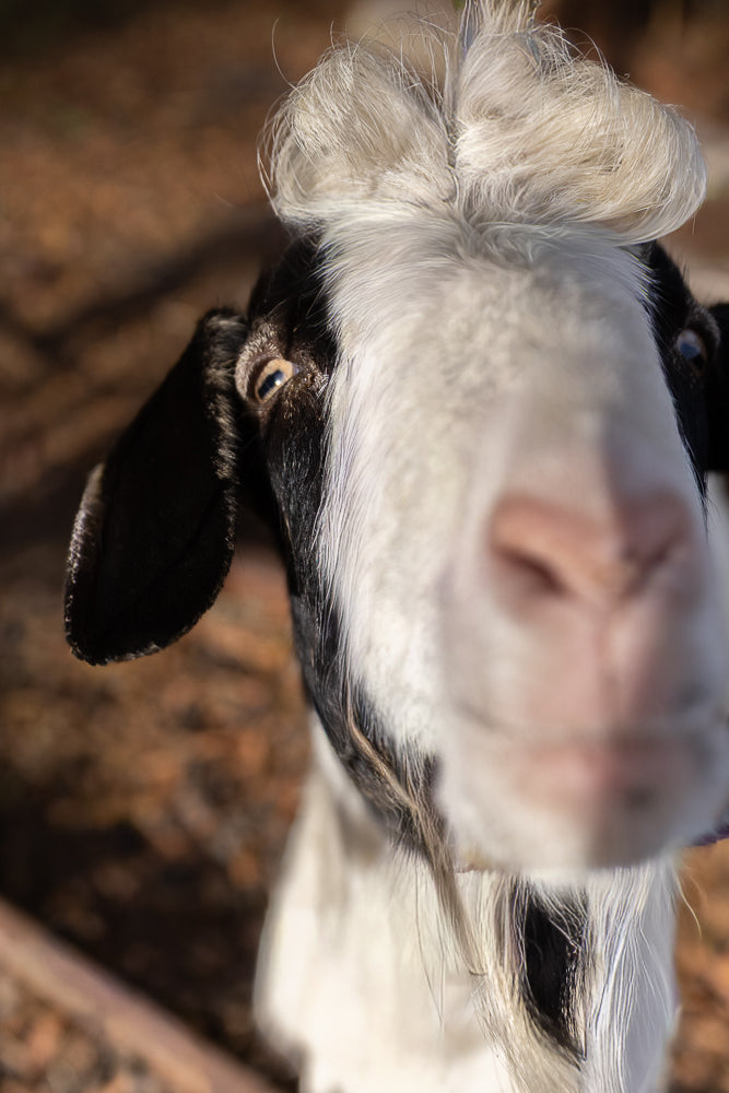 A close-up, low-angle shot of a black and white goat's face. The goat has a tuft of white hair on its head and a beard. Its left eye is visible, with a blue iris and black pupil. The background is blurred and brown.