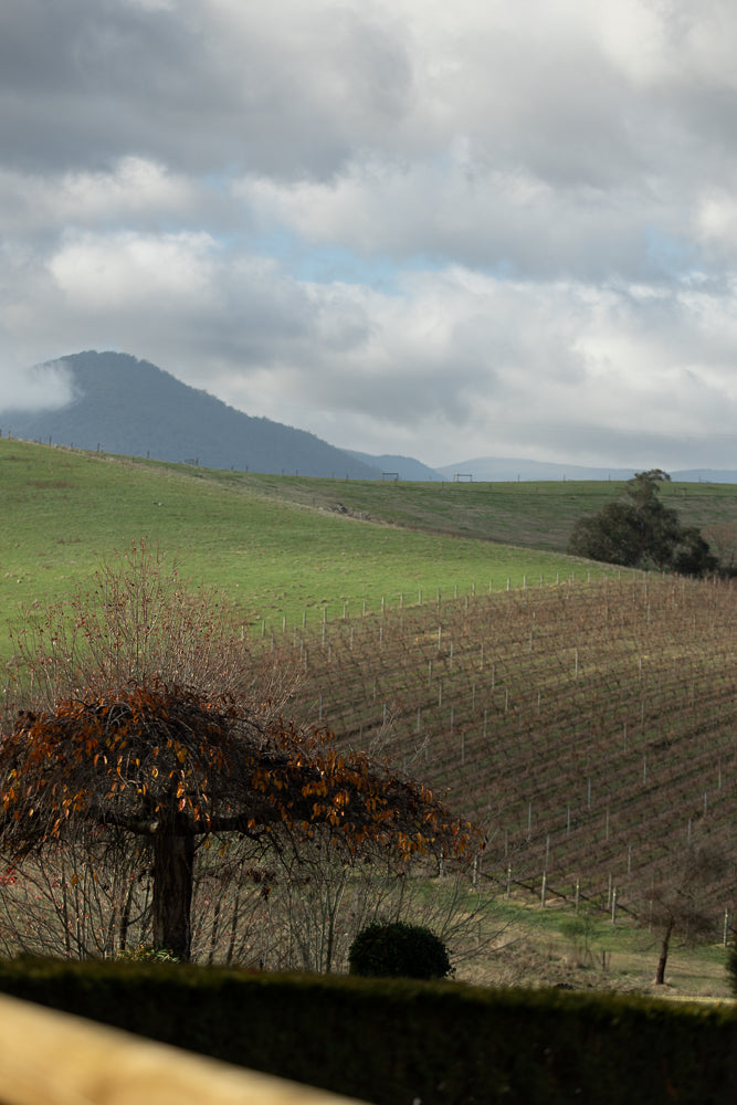 A landscape view of rolling hills with a vineyard in the mid-ground and a mountain shrouded in mist in the background. A bare-branched tree with a few remaining orange leaves is in the foreground.