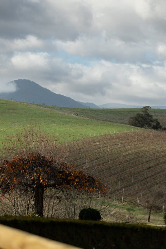 A landscape view of rolling hills with a vineyard in the mid-ground and a mountain shrouded in mist in the background. A bare-branched tree with a few remaining orange leaves is in the foreground.