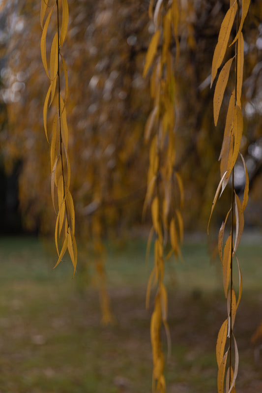 Close-up of weeping willow branches with golden yellow leaves in autumn. The leaves are long and slender, hanging down against a blurred background of more autumn foliage and green grass.