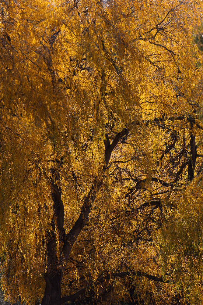A close-up shot of a weeping willow tree in autumn. The leaves are a vibrant golden yellow, illuminated by the sun, creating a warm and inviting glow. The branches are dark and intricate, providing a stark contrast to the bright foliage.