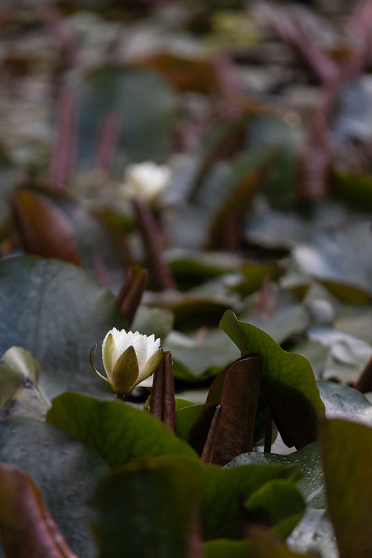 A close-up shot of a white water lily bud with dew drops on its petals, surrounded by large, dark green lily pads and some reddish-brown leaves.