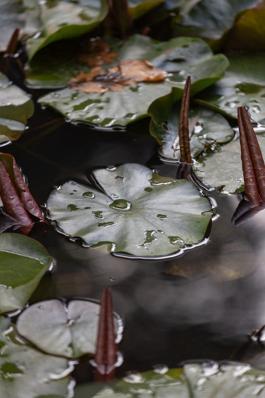 A close-up, overhead view of lily pads floating on dark water. Some pads are green and round, with water droplets on their surface. Others are a deep reddish-purple and appear to be unfurling or emerging from the water.