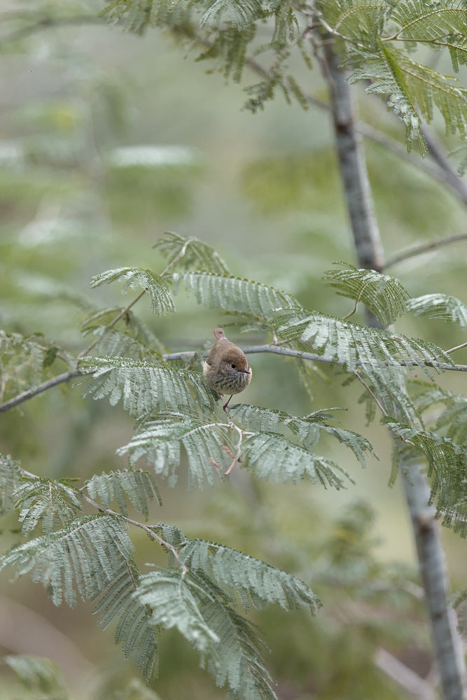 A small, brown bird with a speckled chest perches on a thin branch surrounded by feathery green leaves. The background is softly blurred in shades of green and beige.