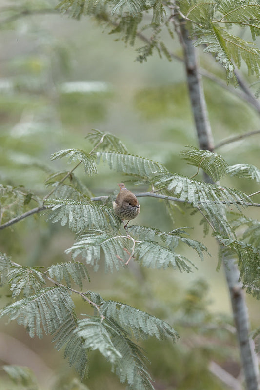 A small, brown bird with a speckled chest perches on a thin branch surrounded by feathery green leaves. The background is softly blurred in shades of green and beige.