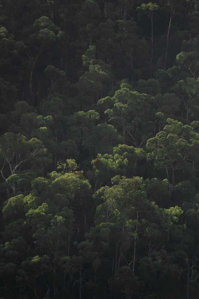 A dense forest canopy with varying shades of green and dark shadows. Sunlight filters through, illuminating some of the upper leaves and branches, creating a dappled effect across the landscape.