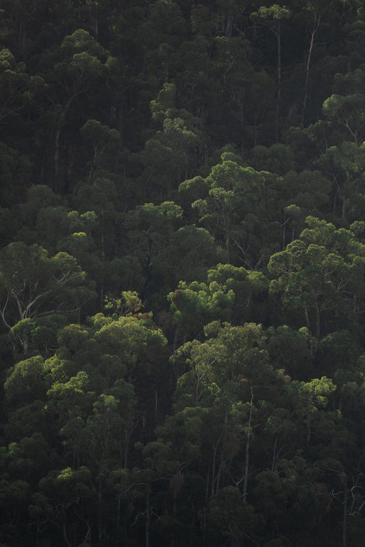 A dense forest canopy with varying shades of green and dark shadows. Sunlight filters through, illuminating some of the upper leaves and branches, creating a dappled effect across the landscape.
