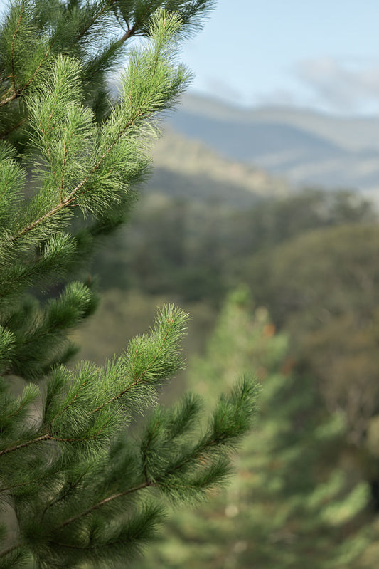 Close-up of lush green pine needles on a branch, with a soft-focus background of rolling hills and a pale blue sky.