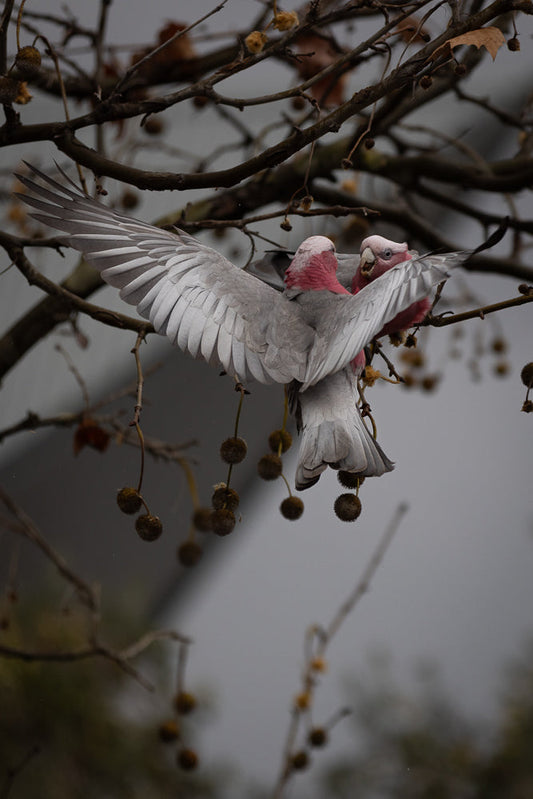 Two Galah parrots, one with its wings spread, perch on a tree branch with seed pods. The parrots have pink heads and chests, and grey wings.