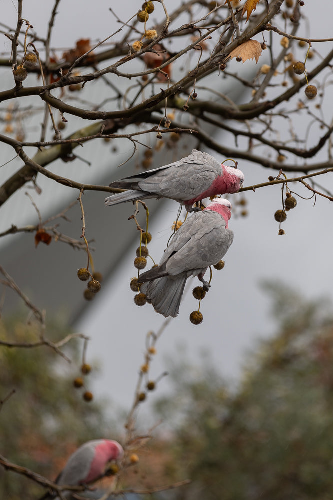 Two Galah parrots with pink heads and grey bodies perch on a bare tree branch. One parrot is above the other, and both are facing away from the viewer. A third parrot is visible at the bottom left of the frame.
