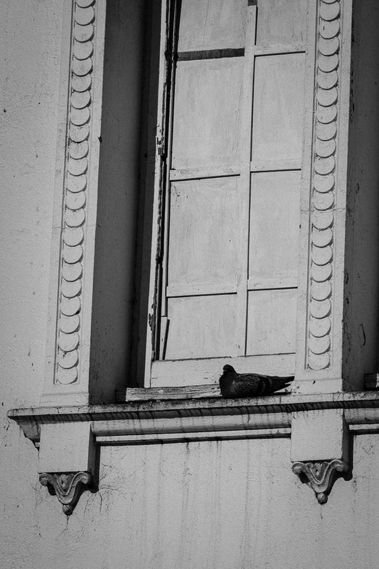 A pigeon rests on a weathered wooden ledge in front of a closed window with decorative molding on the surrounding wall.