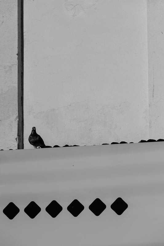 A pigeon stands on a rooftop, looking directly at the camera. The pigeon is dark with lighter markings on its chest and neck. The rooftop is a light color with a row of dark, diamond-shaped cutouts along the edge. In the background, a textured, light-colored wall is visible, divided by a dark vertical line.