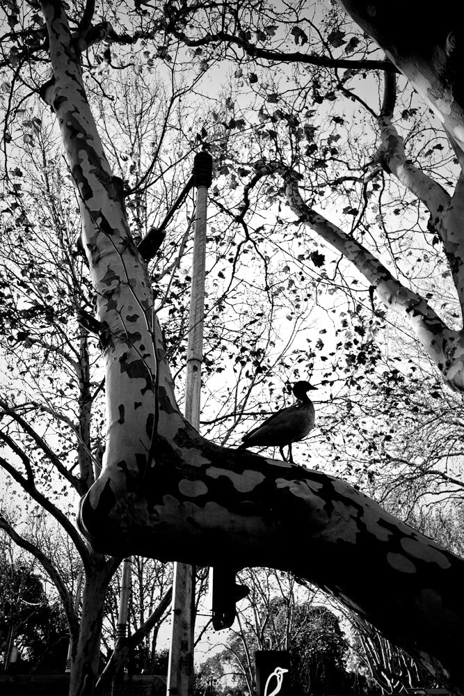 A black and white, low-angle shot shows a bird perched on a large, mottled tree branch. The bird is silhouetted against a bright sky, with bare branches and a few scattered leaves forming a delicate pattern behind it. The trunk of the tree is prominent in the foreground, its distinctive camouflage-like bark adding texture to the scene.