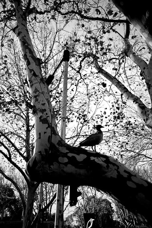 A black and white, low-angle shot shows a bird perched on a large, mottled tree branch. The bird is silhouetted against a bright sky, with bare branches and a few scattered leaves forming a delicate pattern behind it. The trunk of the tree is prominent in the foreground, its distinctive camouflage-like bark adding texture to the scene.