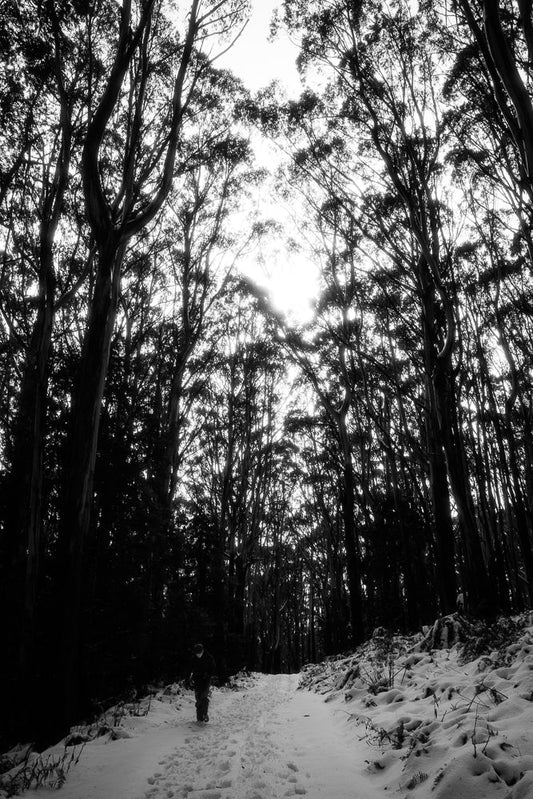 A person walks on a snow-covered path through a forest of tall trees. The sun shines brightly through the canopy, creating a dramatic silhouette effect.