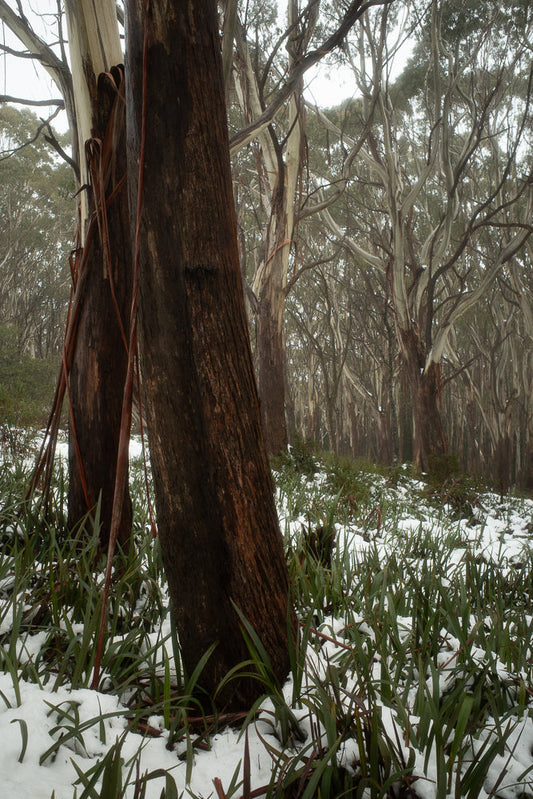 A forest scene with snow on the ground and green plants poking through. The trees have smooth, pale bark and twisted branches, with some darker, rough-barked trees in the foreground.