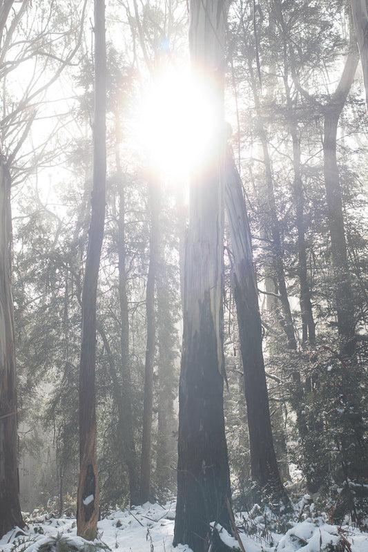 Sunlight streams through a misty, snow-covered forest, illuminating tall trees and branches. The scene evokes a sense of quiet and natural beauty.