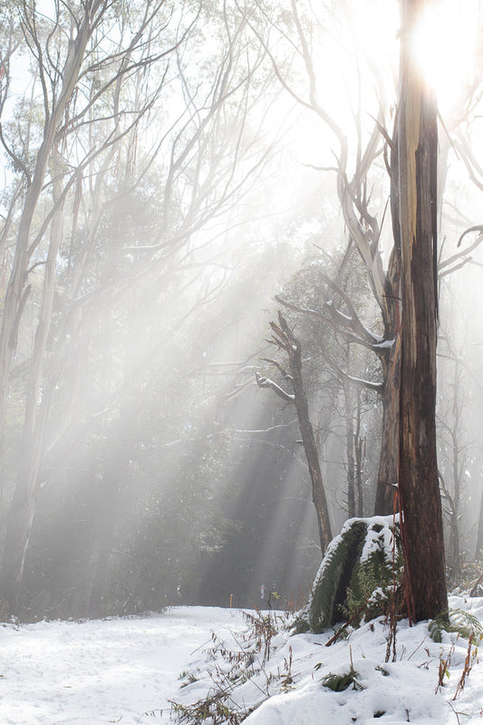 Sunbeams stream through a misty, snow-covered forest with tall eucalyptus trees. The ground is blanketed in white snow, with some patches of green foliage visible beneath the snow.
