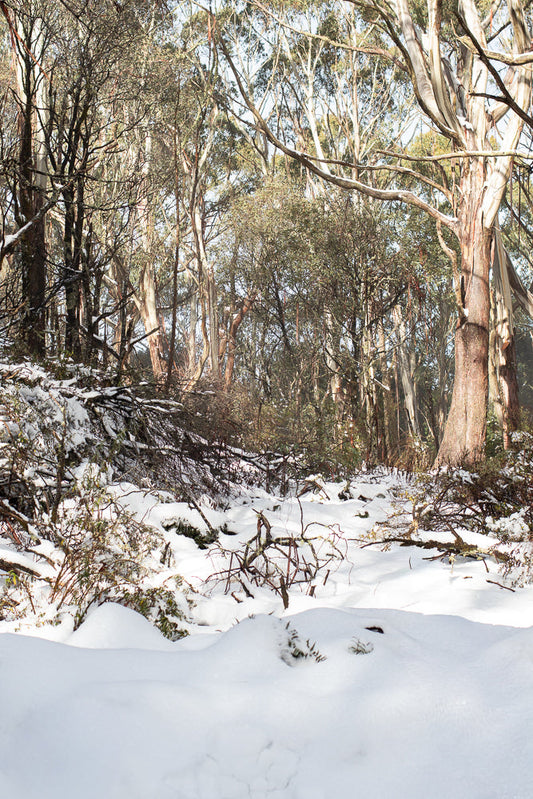 A forest floor covered in snow with eucalyptus trees in the background. The trees have smooth, peeling bark in shades of white, pink, and brown. Bare branches crisscross the scene, some dusted with snow.