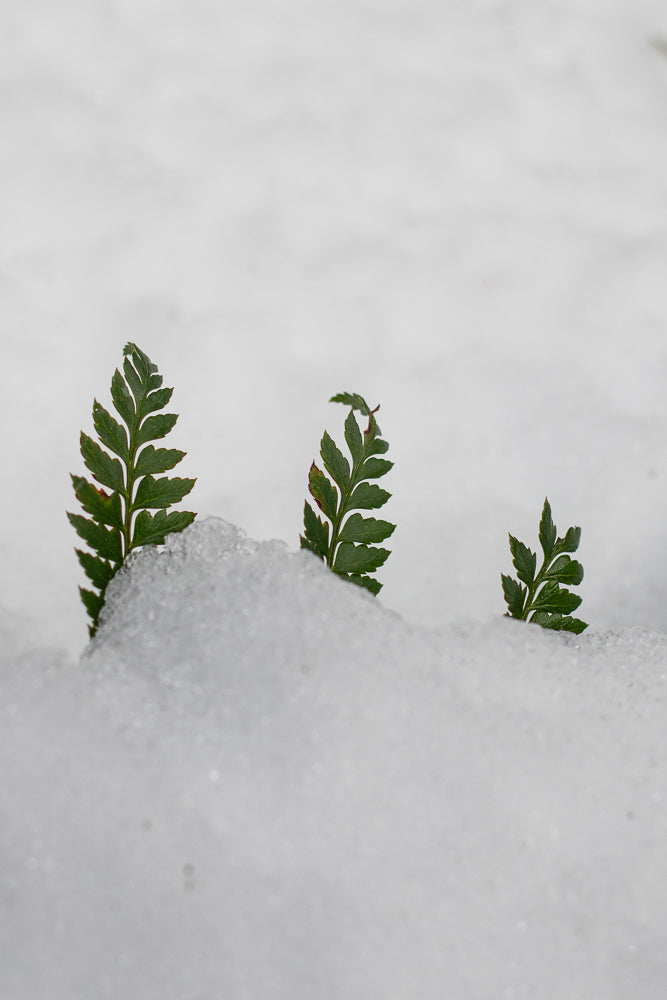 Three green fern fronds emerge from a mound of white snow. The fronds are detailed with serrated edges and a central stem, with the largest frond on the left and the smallest on the right.