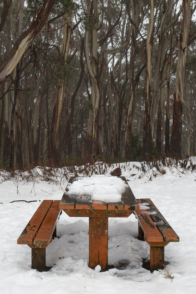 A wooden picnic table and benches are covered in snow in a forest of tall, thin trees with peeling bark.
