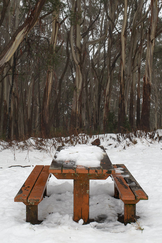 A wooden picnic table and benches are covered in snow in a forest of tall, thin trees with peeling bark.