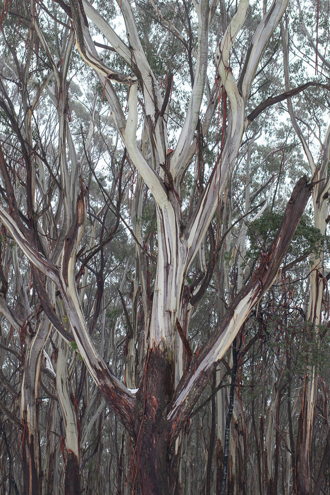 A close-up view of the trunk and branches of a eucalyptus tree with peeling, multi-colored bark in shades of white, grey, and brown. The branches spread out in a complex, interwoven pattern against a backdrop of similar trees.