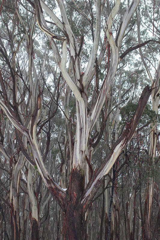A close-up view of the trunk and branches of a eucalyptus tree with peeling, multi-colored bark in shades of white, grey, and brown. The branches spread out in a complex, interwoven pattern against a backdrop of similar trees.