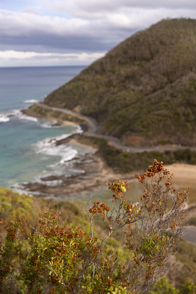 A winding road hugs the coastline of a rugged, tree-covered hill overlooking the ocean under a cloudy sky. In the foreground, dry, brown seed pods cluster on branches of green foliage.
