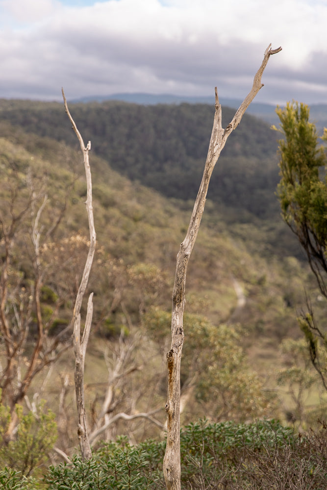 Two weathered, bare tree trunks stand in the foreground against a backdrop of rolling hills covered in green foliage and a cloudy sky.