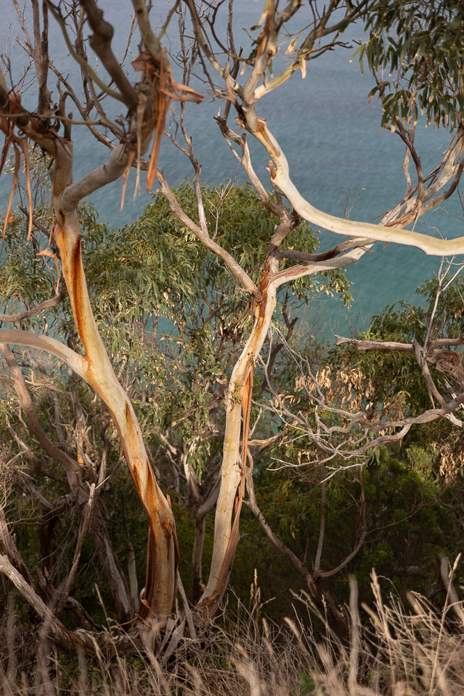 A close-up view of the peeling bark of a eucalyptus tree with its branches reaching towards the ocean in the background. The bark is a mix of creamy white and reddish-brown, with some pieces peeling away to reveal the lighter wood underneath. The ocean is a muted blue-green, and the sky is a soft grey.