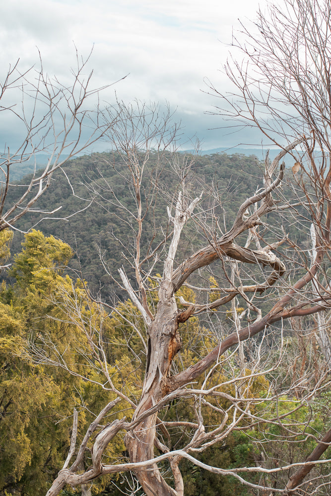 A close-up view of a gnarled, dead tree trunk with many bare branches reaching out against a backdrop of green, rolling hills under a cloudy sky.