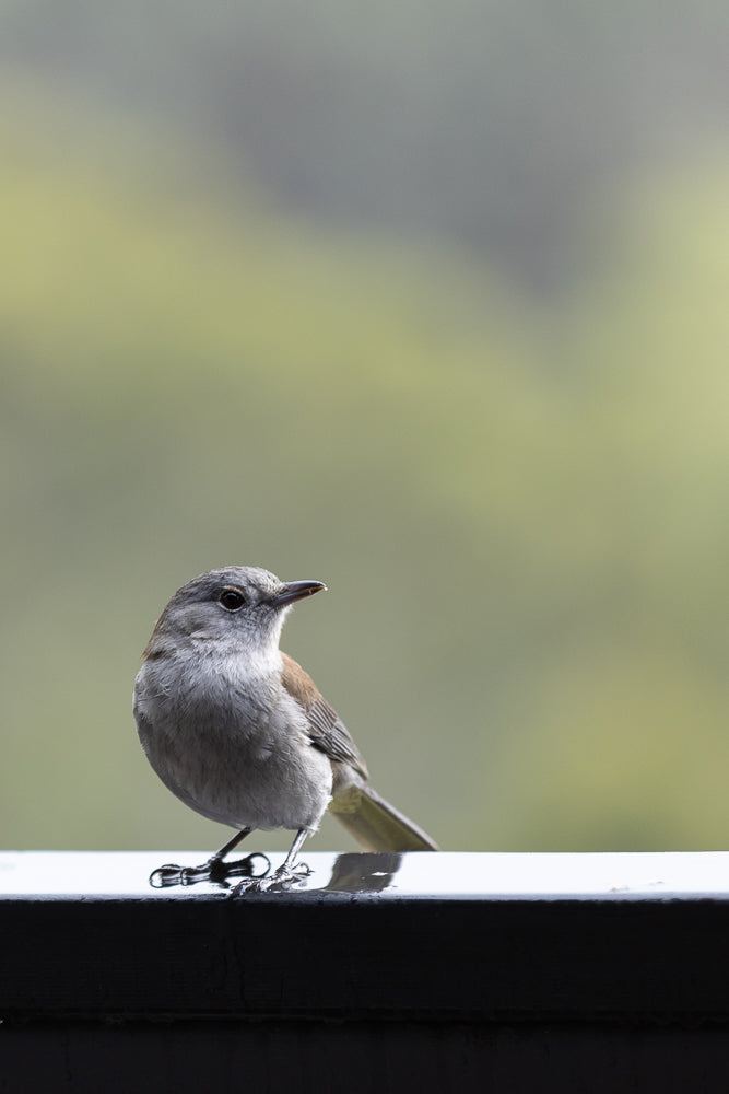 A small, grey bird with a slender beak is perched on a dark railing. The bird is facing left, with its head turned slightly towards the viewer. The background is a soft, out-of-focus blur of green and grey.