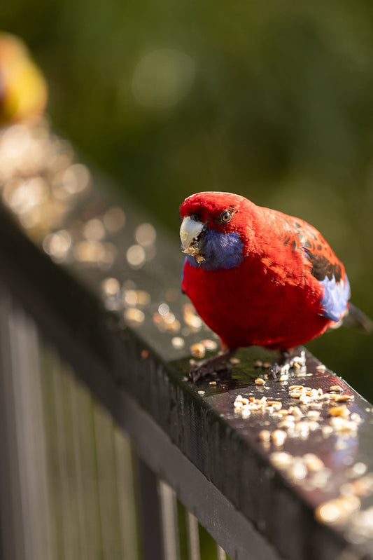 A close-up of a crimson rosella parrot perched on a dark railing, eating seeds. The parrot has bright red plumage, a blue face and chest, and black and blue markings on its wings. The background is softly blurred green foliage.
