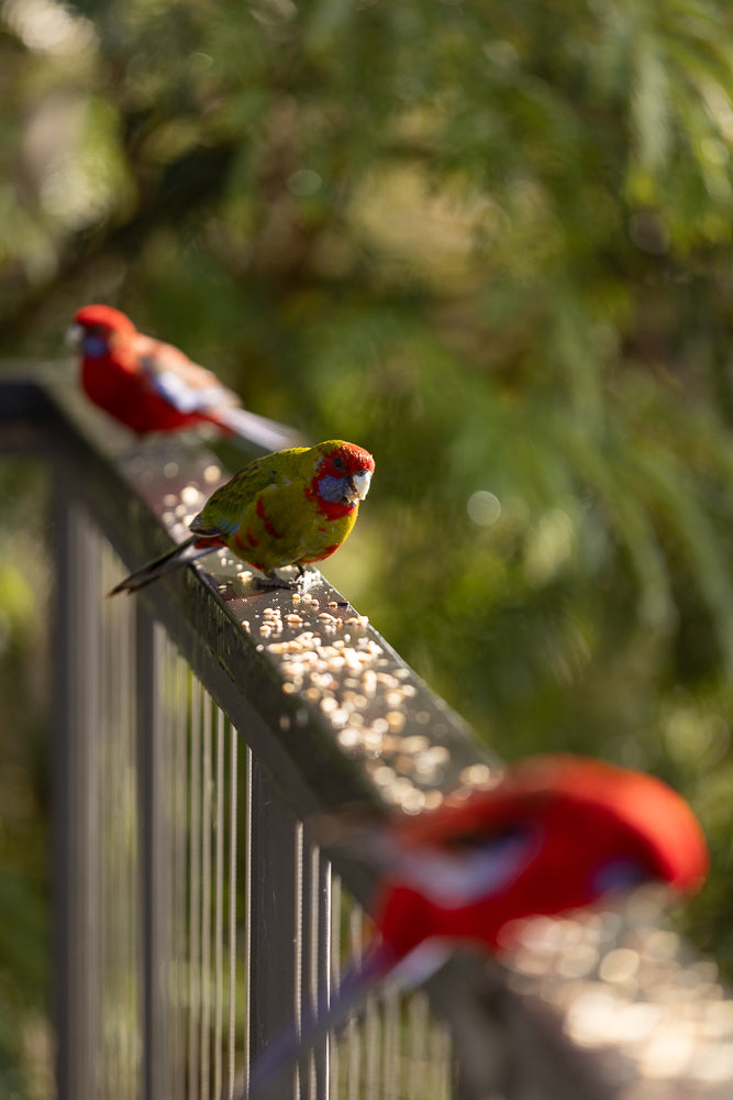 Three colorful parrots are perched on a railing covered in birdseed. The parrot in the foreground is a green rosella with a red head and blue cheeks, eating seeds. Two other parrots, mostly red with blue and white accents, are blurred in the background.
